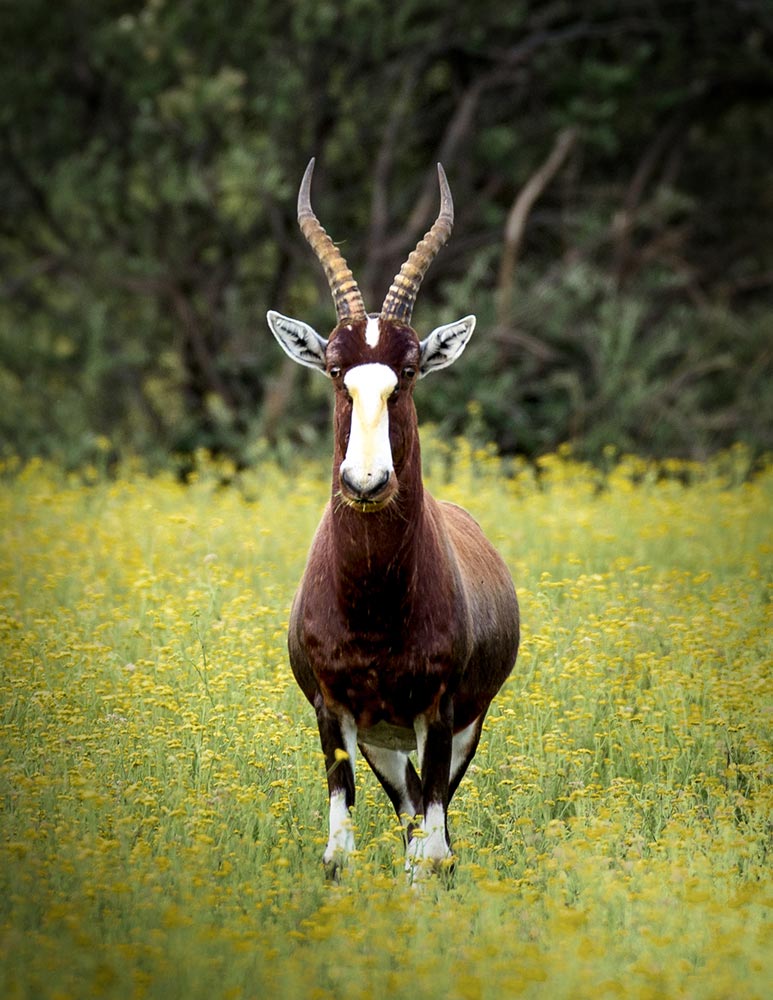 Blesbok