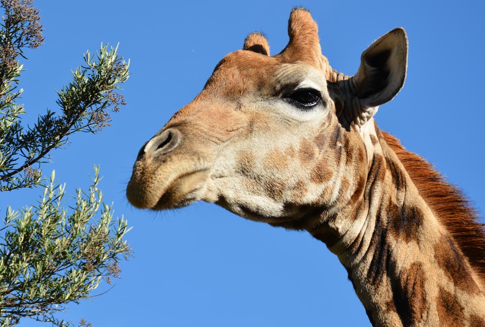 Giraffe