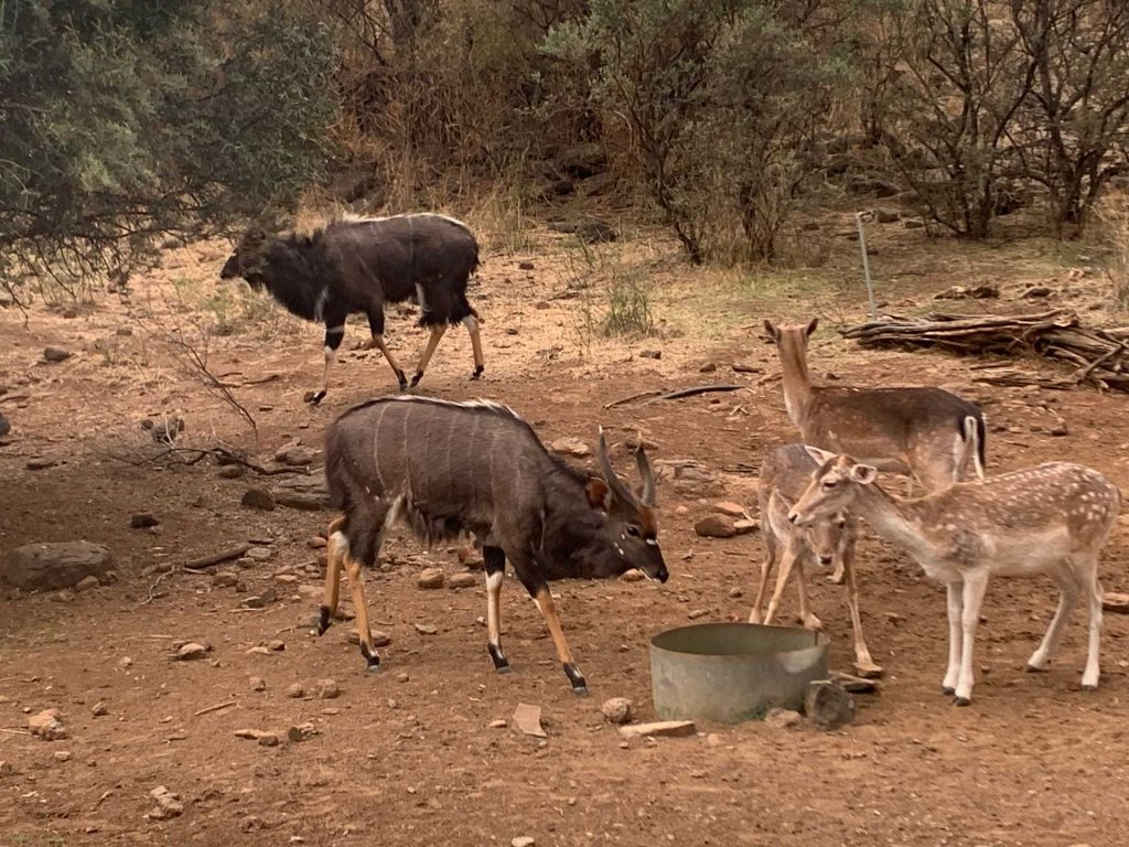 Feeding wild animals
