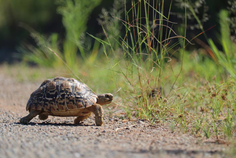 Tortoise