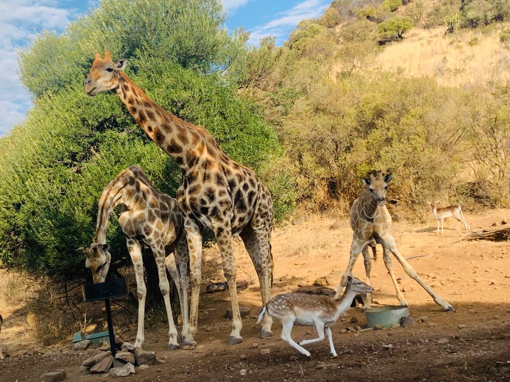 Giraffe being fed