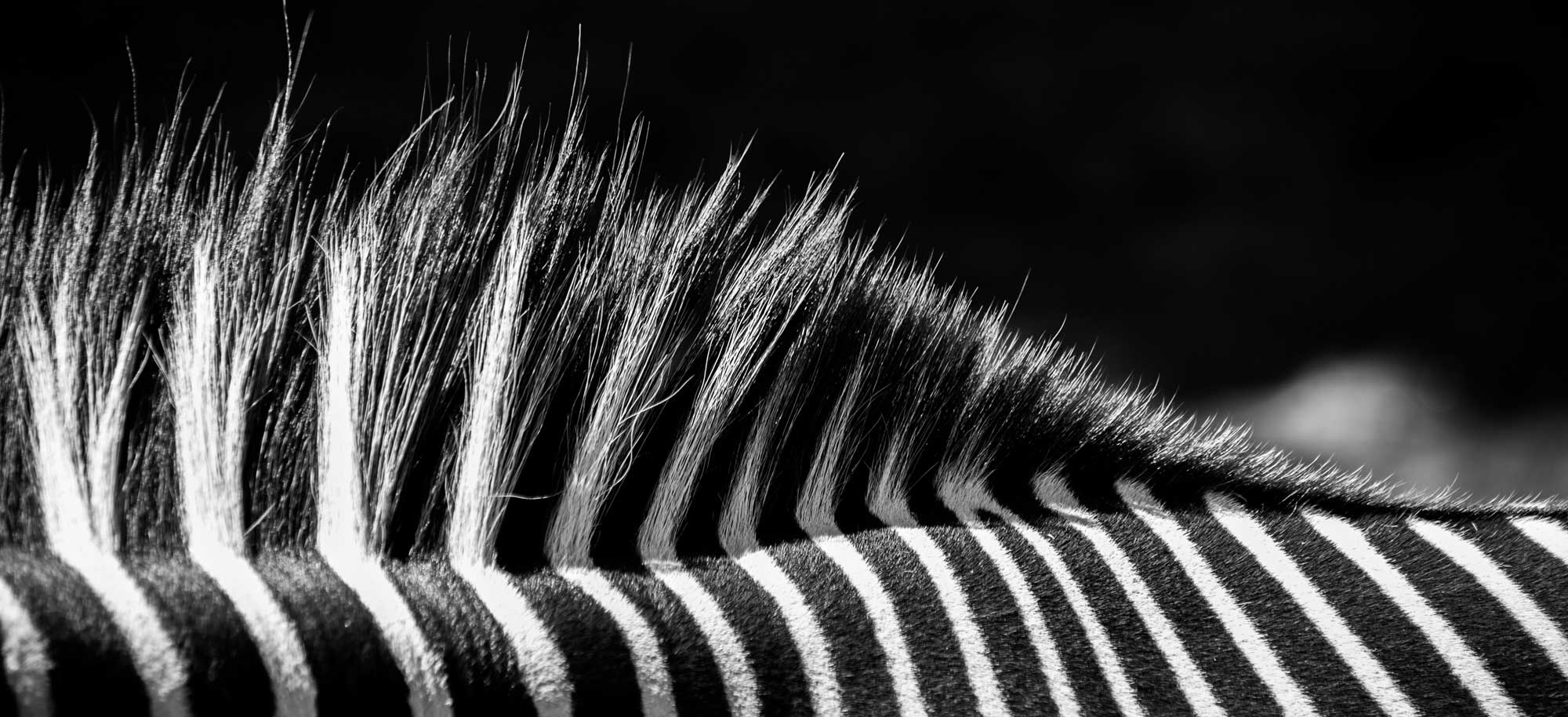 Zebra background